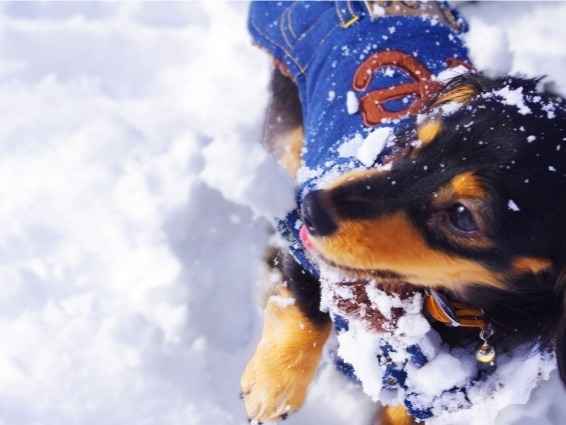 犬との冬の過ごし方　冬毛になっても室温や散歩の対策は必要